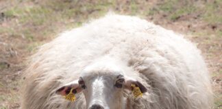 Ile procent merino?